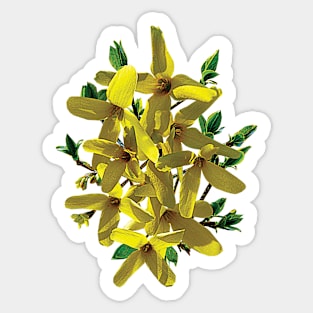 Forsythias - Forsythia with Leaves Sticker